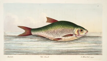 The Roach, de um tratado sobre peixes e peixes-lagoas, pub. 1832 (gravura colorida à mão)