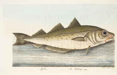 O badejo, de um Tratado sobre peixes e peixes-lagoas, pub. 1832 (gravura colorida à mão)
