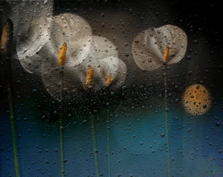 Callas na chuva