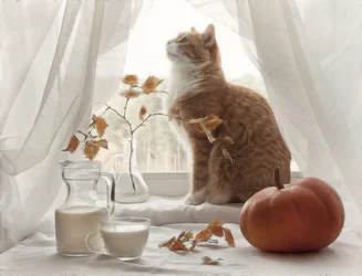 Gatinho aconchegado à janela no outono