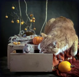 Animais curiosos do outono