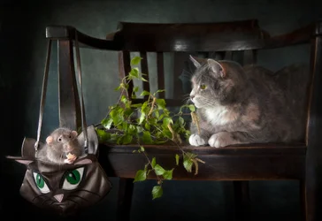 O Gato Curioso e o Rato
