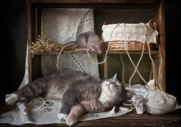 O Gato Curioso e o Rato