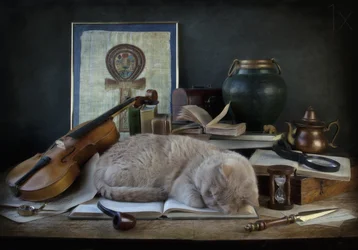 O Estudo do Gato Adormecido