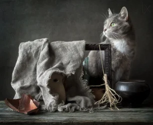 Natureza morta vintage com gato