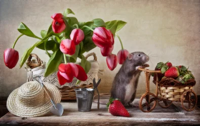 Rato Caprichoso do Jardim