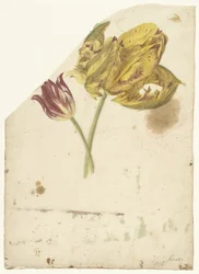 Estudo de duas tulipas