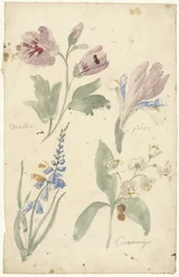 Estudos de flores, incluindo uma íris
