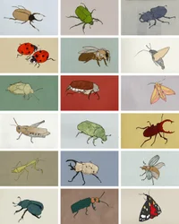 Insetos