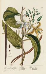 Herbarium Blackwellianum emendatum et auctum, 1754-1773.