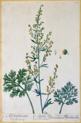 Absinto, placa de &39;Herbário Blackwellianum&39; do artista, 1757 (gravura a cores)