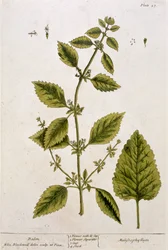 Bálsamo, prato 27 de &39;A Curious Herbal&39;, publicado em 1782 (gravura colorida)