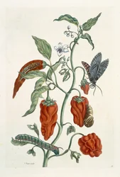 Confrei, de &39;A Curious Herbal&39;, 1782 (gravura a cores)