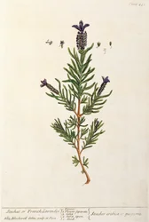 Lavanda francesa, placa 241 de &39;A Curious Herbal&39;, publicada em 1782 (gravura a cores)