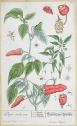 Prato de pimenta-da-índia (Piper Indicum) 129 da edição alemã de &39;A Curious Herbal&39;, publicado em 1757