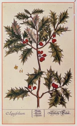 Holly de &39;Um Herbal Curioso&39;, 1782
