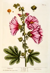 Hollyhocks, placa 54 de &39;um curioso Herbal&39;, publicado de 1782 (gravura a cores)