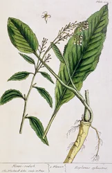 Rábano, prato 415 de &39;A Curious Herbal&39;, publicado em 1782 (gravura a cores)