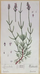 Lavanda, prato de &39;Herbário Blackwellianum&39; do artista, 1757 (caneta e tinta no papel)