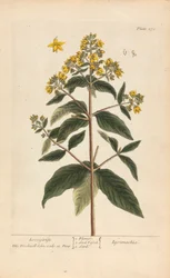 Lysimachia (Loosestrife), Placa 278 de 