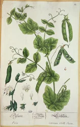 Ervilha, prato de &39;Herbário Blackwellianum&39; do artista, 1757 (caneta e tinta no papel)