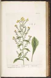 Placa 169, Varão de Ouro, de 