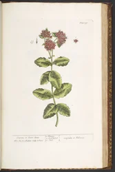 Placa 191, Orpine, ou Live-Long, de 