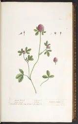 Placa 20, Trevo de Trefoil Roxo, de 