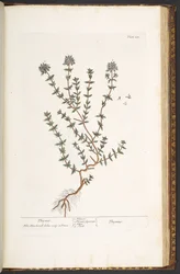 Prato 211, tomilho, de "A Curious Herbal