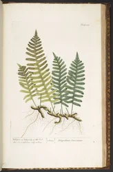 Placa 215, de "A Curious Herbal" ou Polypody of the Oak, de "A Curious Herbal