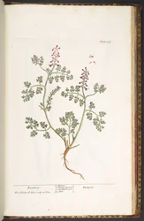 Placa 237, Fumitory, de 