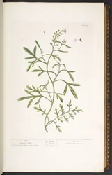 Prato 23, Agrião de Jardim, de 