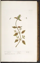 Placa 24, Self Heal, de 