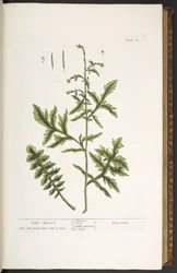 Placa 28, Mostarda de sebe, de 