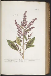 Placa 317, Flower Gentle, ou Amaranthus, de 