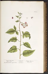 Prancha 34, dulcamara, agridoce, de "A Curious Herbal"