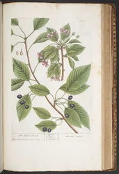 Placa 425, de 