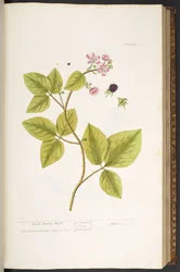 Placa 45, Black Berry Bush, de 