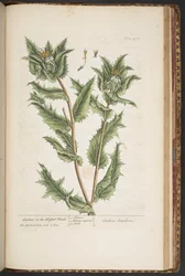 Placa 476, Carduus, ou o Cardo Abençoado, de 