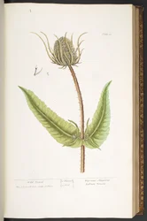 Placa 50, Wild Teasel, de 