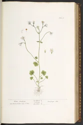 Placa 56, Saxifrage Branco, de 