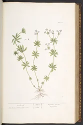 Placa 60, Telhado de madeira de 
