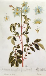 Batata Flores, placa de &39;Herbário Blackwellianum&39; publicado em 1757 em Nuremberg, Alemanha (gravura a cores)