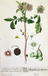 Planta de batata e fruta, prato de &39;Herbário Blackwellianum&39;, publicada em 1757 em Nuremberg, Alemanha (gravura colorida)