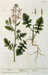 Foguete, placa 242 de &39;A Curious Herbal&39;, publicado em 1782 (gravura a cores)