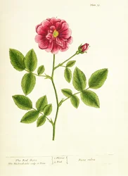 Rose: Gallica, de &39;Um Herbal Curioso&39;, 1737