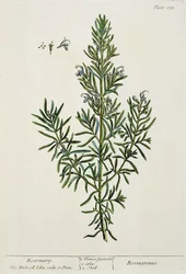 Rosmarinus Officinalis, de &39;A Curious Herbal&39;, 1782 (gravura a cores)