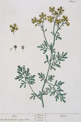 Rue, plate 7 de &39;A Curious Herbal&39;, publicado em 1782 (gravura a cores)
