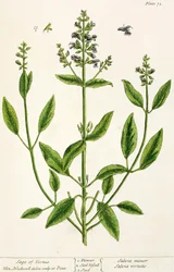 Salviam de &39;A Herbal curioso&39;, 1782 (gravura a cores)
