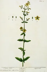 Erva de São João, prato 15 de &39;A Curious Herbal&39;, publicado em 1782 (gravura colorida)